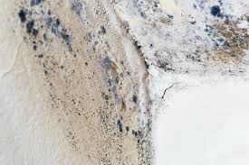 Mold Documentation for Insurance Claims in Darien, IL